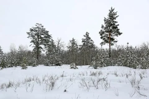 Winter landscape in snowbounded forest Foto stock