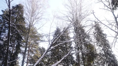 A winter landscape with snowcovered trees under a blue sky Vidéo 265018997