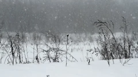 Winter Landscape Snowfall Stock Footage 20539286