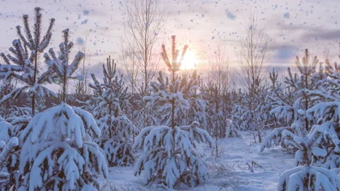 Winter landscape with snowfall, growth gap of frost on spruce branch, christmas Stock Footage 168945774