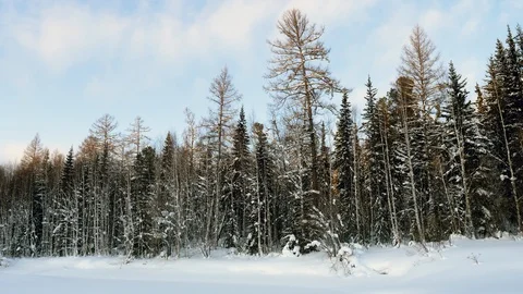 Winter landscape. Snowfall in a mixed forest covered with snow. 4K 動画素材 129439867