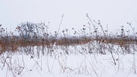 Winter landscape, snowflakes falling on the snowy ground, winter cold, winter Stock Footage 148453079