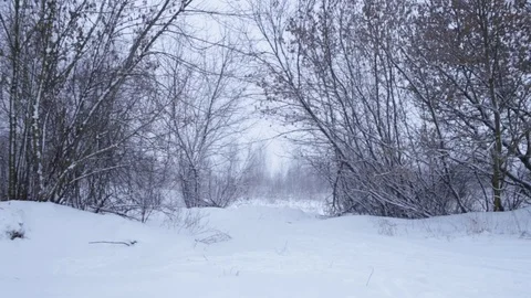 Winter landscape with snowing Stock Footage 71603172