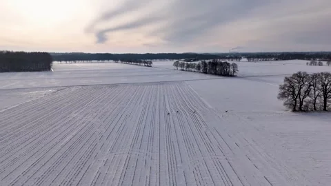 Winter Landscape Of Snowladen Fields Showcasing Regular Rows And Single Tree Stock Footage 327050994