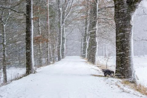 Winter landscape at snowstorm Foto stock