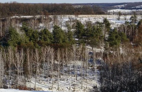 Winter landscape snowy fields and forest under blue sky, trees and bushes i.. Stock Photos