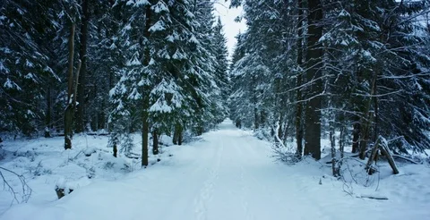 Winter Landscape In Snowy Forest Stock-Footage 79262406