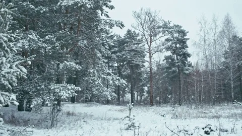 Winter landscape in snowy forest. Stock Footage 83065573
