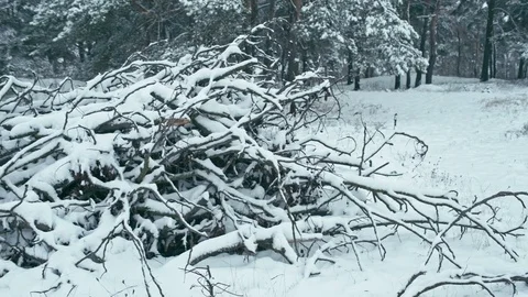 Winter landscape in snowy forest. Stock Footage 83065786