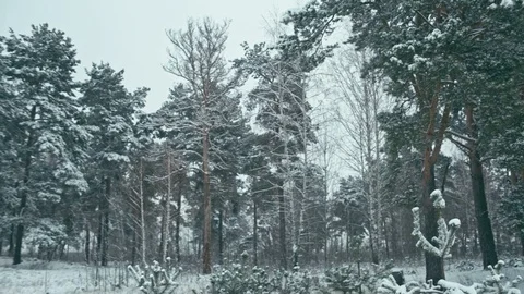Winter landscape in snowy forest. Video stock 83065962