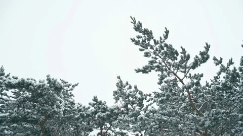 Winter landscape in snowy forest. Stock Footage 83066402
