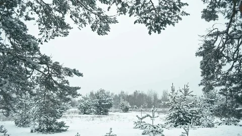Winter landscape in snowy forest. Stock Footage 83066635