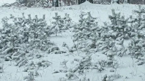 Winter landscape in snowy forest. Video stock 83068337