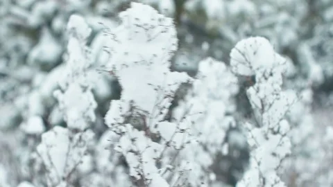 Winter landscape in snowy forest. Stock Footage 83069996