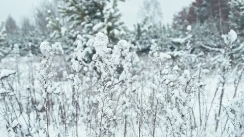 Winter landscape in snowy forest. Stock Footage 83070141