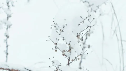 Winter landscape in snowy forest. Stock Footage 83070167