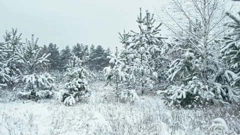 Winter landscape in snowy forest. Stock Footage 83070498