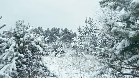 Winter landscape in snowy forest. Stock Footage 83070811