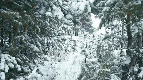 Winter landscape in snowy forest. Stock Footage 83071331