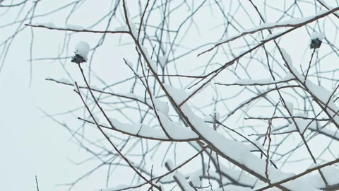 Winter landscape in snowy forest. Stock Footage 83071886