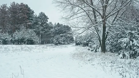 Winter landscape in snowy forest. Stock Footage 83073306