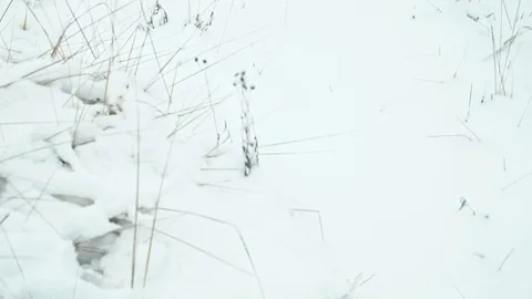 Winter landscape in snowy forest. Video stock 83074305