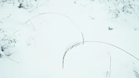 Winter landscape in snowy forest. Stock Footage 83075316