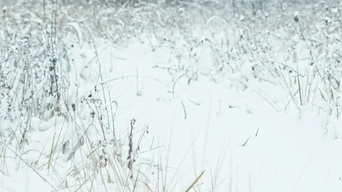 Winter landscape in snowy forest. Stock Footage 83075585