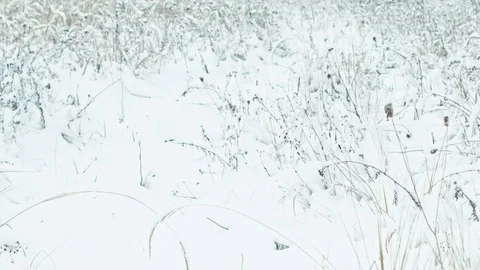Winter landscape in snowy forest. Stock Footage 83075811