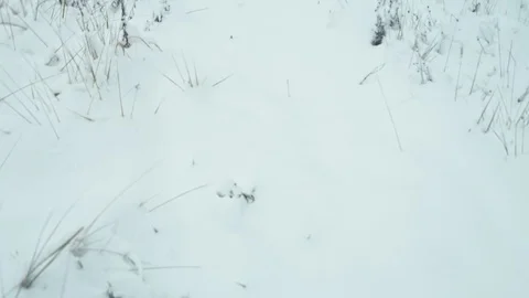 Winter landscape in snowy forest. Stock Footage 83075973