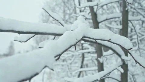 Winter landscape in snowy forest. Stock Footage 83076687