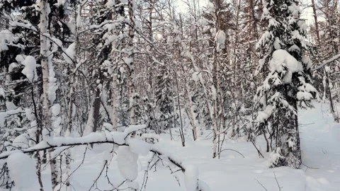 Winter landscape of snowy forest. Tree branches covered with fluffy snow. 4K 库存影片 131002511