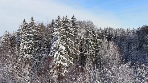 Winter landscape with snowy spruce trees Stock Footage 101094368