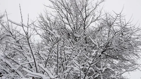 Winter landscape, snowy tree branches Stock Footage 128223918