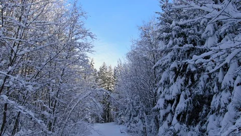 Winter landscape with snowy trees Stock Footage 101094572