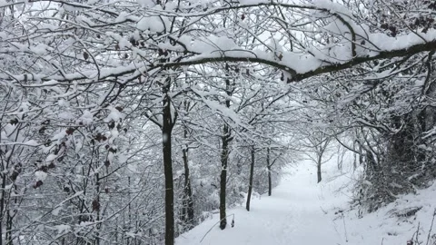 Winter landscape with snowy trees Stock Footage 162881287