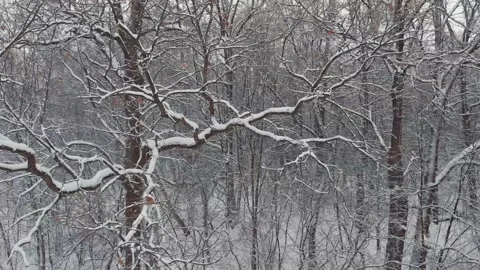 Winter landscape, snowy winter in the forest. Snow lies on the branches of trees Stock Footage 166137401