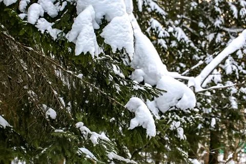 Winter landscape with soft selective focus. Fir in the snowy forest. Stock Photos