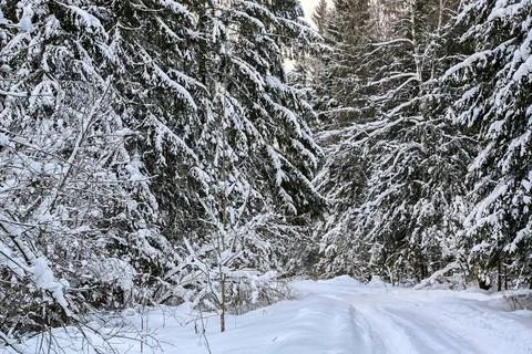 Winter landscape with soft selective focus. Fir in the snowy forest. Stock Photos
