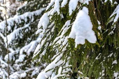 Winter landscape with soft selective focus. Fir in the snowy forest. Foto stock