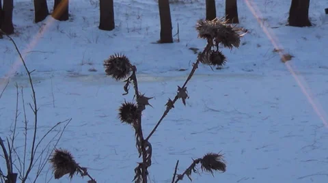 Winter landscape with sun 스톡 동영상 35100346