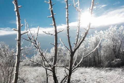 Winter landscape with sun shining through ice-covered branches Foto stock