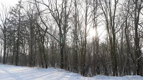 Winter landscape, the sun's rays breaking through the trees. Stock Footage 85382852