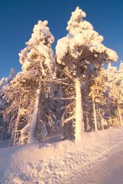 Winter landscape at sunset Stock Photos
