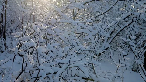 Winter landscape sunset shines through the branches of trees covered with snow.  Stock Footage 95805490