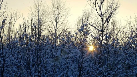 Winter landscape sunset shines through the branches of trees covered with snow.  Stock Footage 95805557