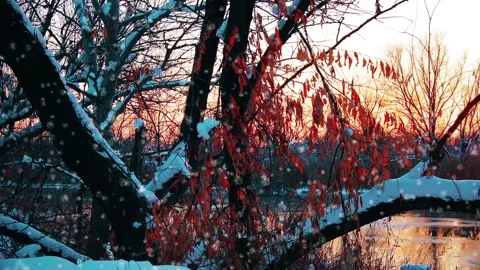 Winter landscape, sunset. snowflakes background Stock Footage 145803891