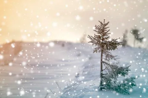Winter landscape. Tall pine tree alone on mountain snowy slope on cold sunny  Stock Photos
