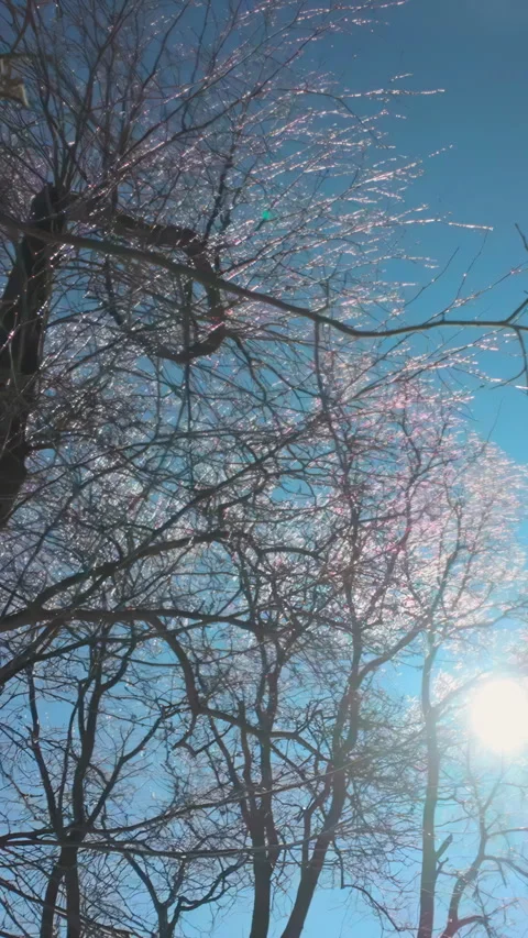 Winter landscape with thin tree branches covered in ice and brilliants in bright Stock Footage 338133865