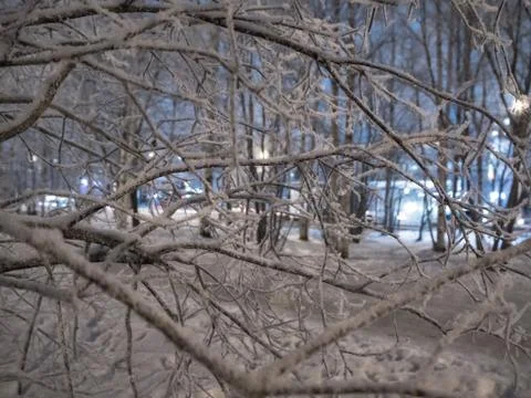 Winter landscape through branches Stock Photos